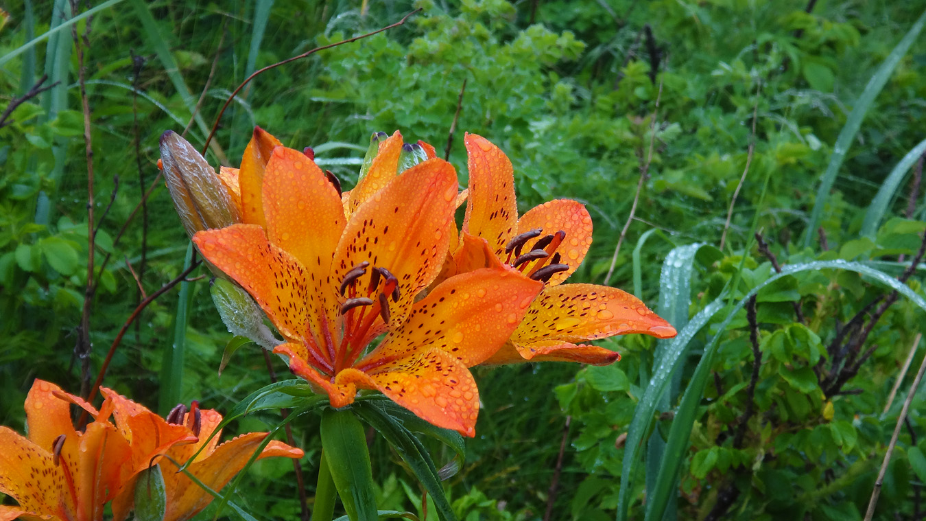 c0025895_9592368.jpg