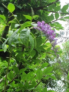 c0152002_16111521.jpg