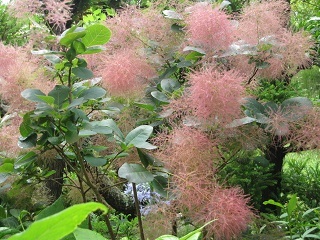 c0152002_16114495.jpg