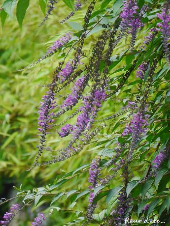 c0098807_20105635.jpg