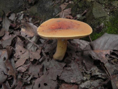 e0352220_07514546.jpg