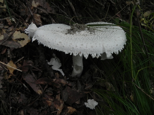 e0352220_07542452.jpg