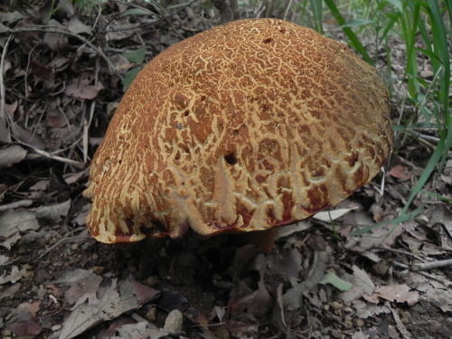 e0352220_08570129.jpg