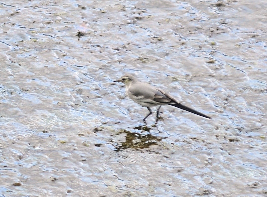 a0248728_174696.jpg