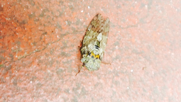 d0269832_12571129.jpeg