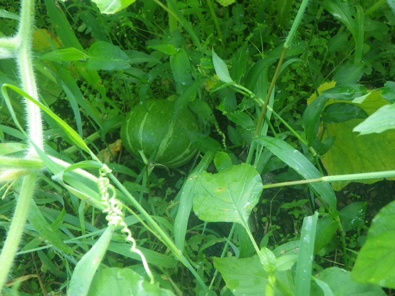 c0300035_10394646.jpg