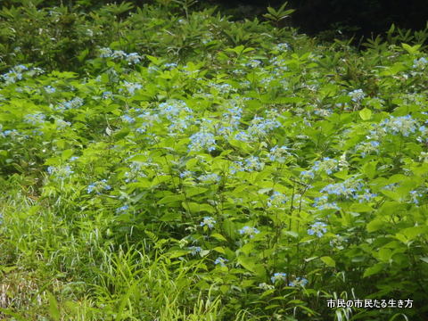 d0182245_03199.jpg