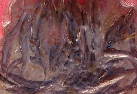e0108765_1810239.jpg