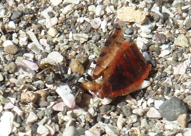 e0278968_22583598.jpg