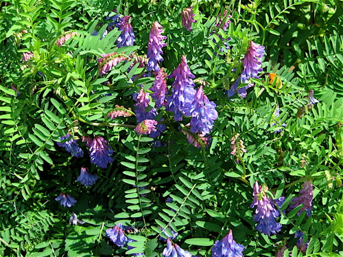 a0164011_20315136.jpg