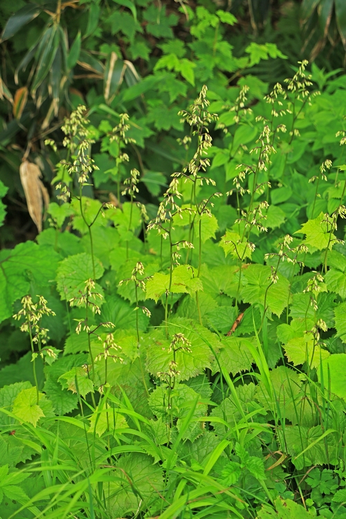 c0104227_11381174.jpg