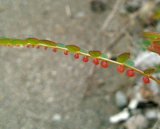a0018655_11124670.jpg