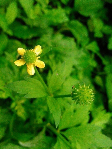 a0018655_11125994.jpg
