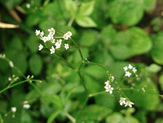 a0018655_11130933.jpg