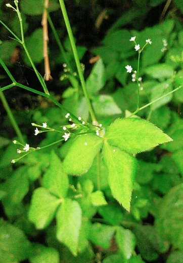 a0018655_11131348.jpg
