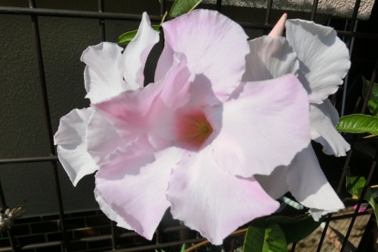 c0328559_16285691.jpg