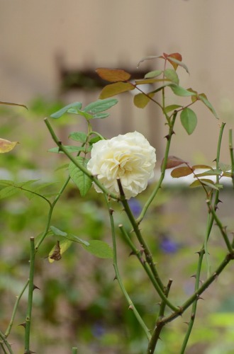 c0186463_01565.jpg