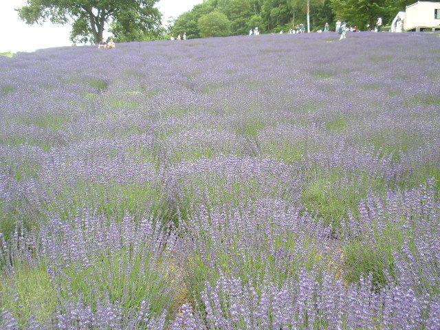 d0150967_23193786.jpg