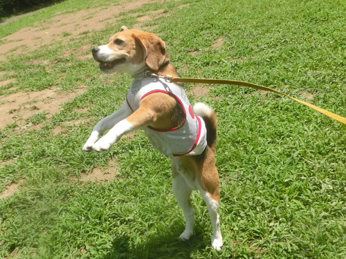 a0319693_8472141.jpg