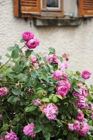 e0209997_829396.jpg