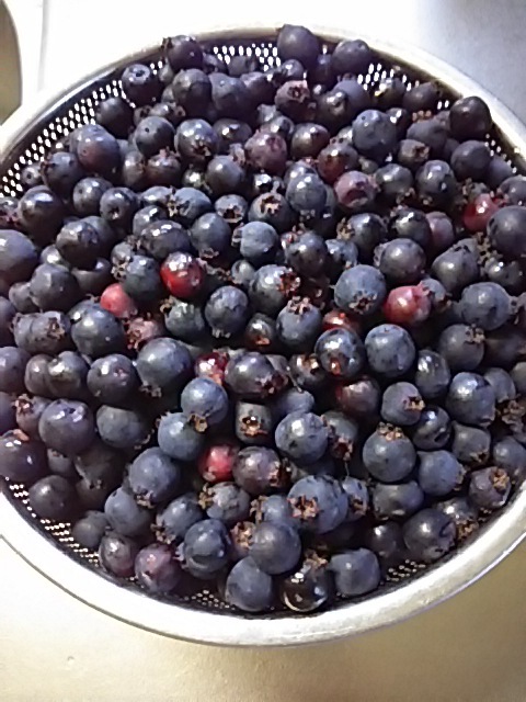 f0316507_14454615.jpg