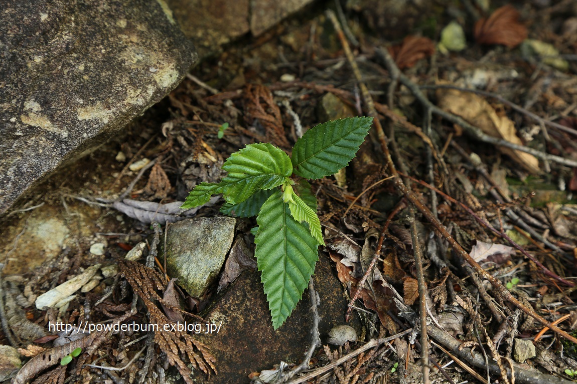 b0062024_7481549.jpg