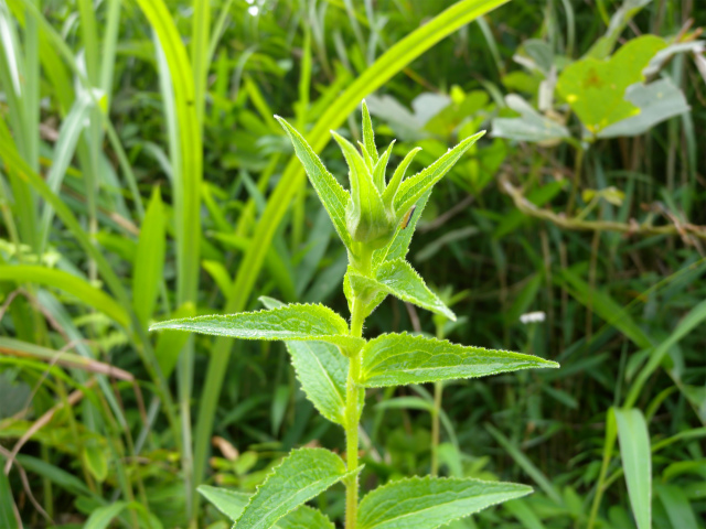 e0272335_2136208.jpg