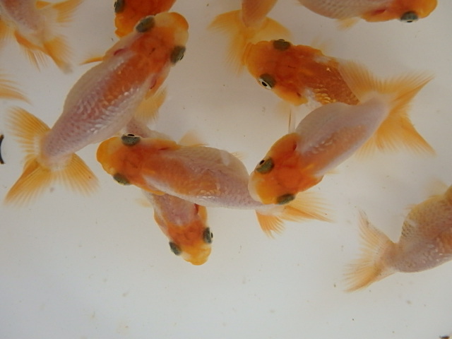 f0334143_835313.jpg