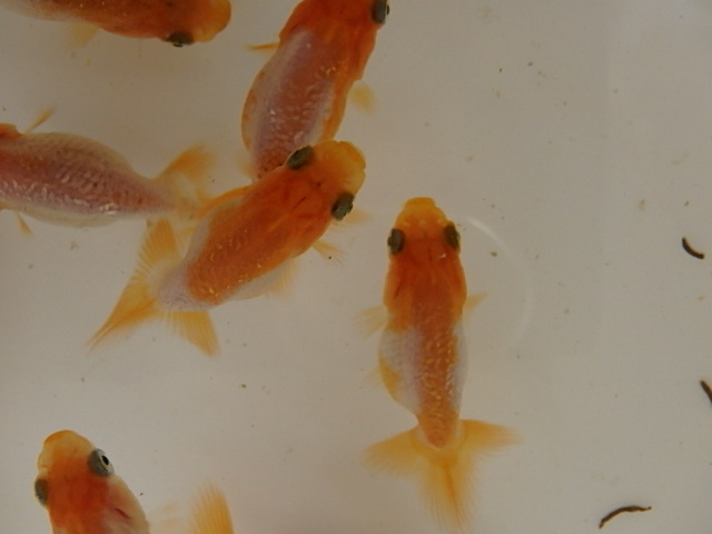 f0334143_8354840.jpg