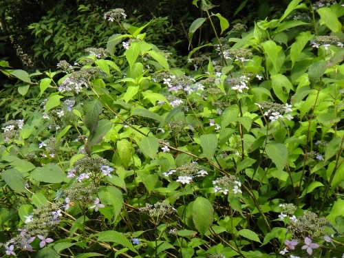 c0179351_19394888.jpg