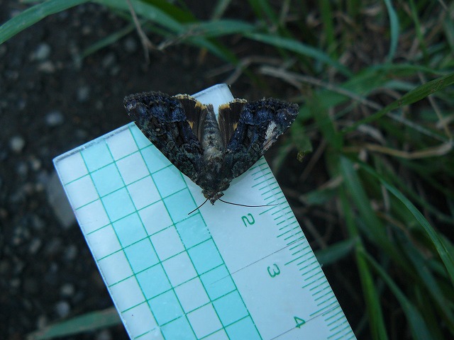 d0019074_6354573.jpg
