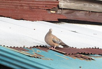 f0003283_14035110.jpg