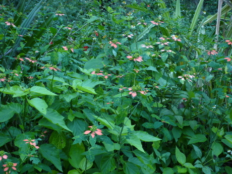 f0250403_16370912.jpg