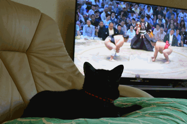 c0136736_23242215.gif