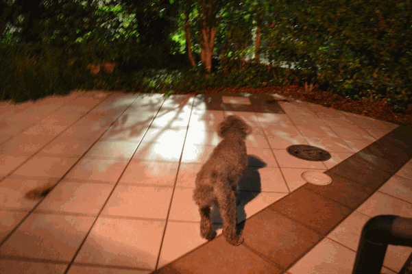 c0136736_23365186.gif