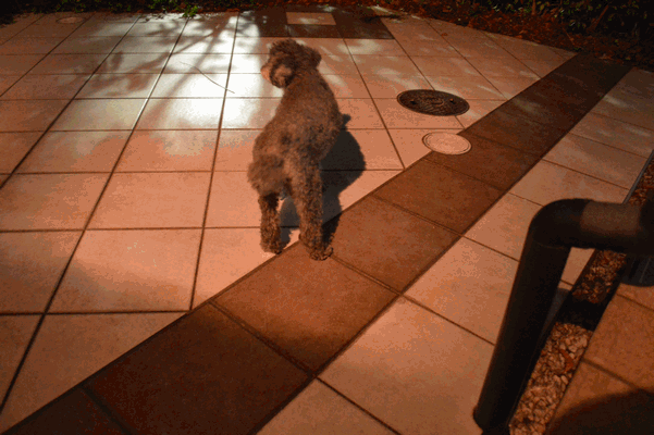 c0136736_233705.gif