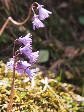 b0335256_17492745.jpg