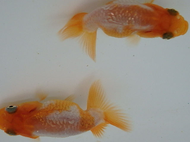 f0334143_8142575.jpg