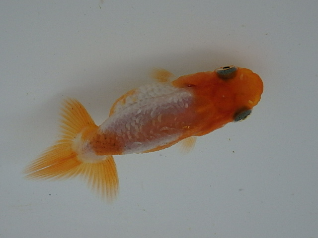 f0334143_8143126.jpg