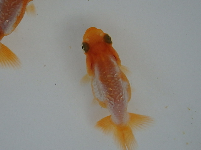 f0334143_8143957.jpg
