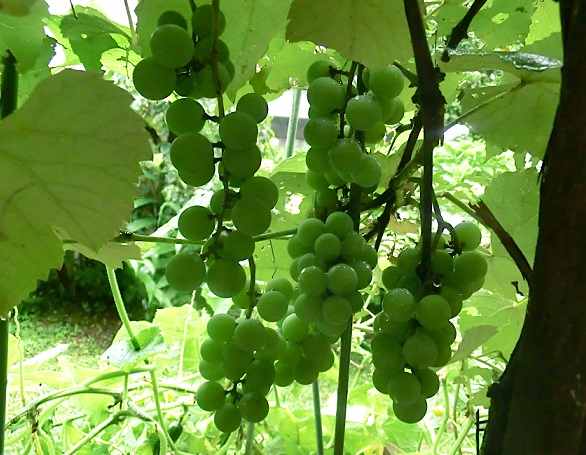 e0082045_9482570.jpg