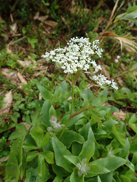 f0214649_4532311.jpg