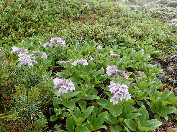 f0214649_453533.jpg