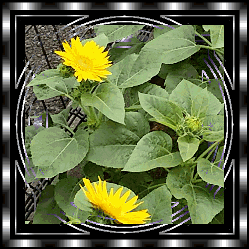 b0133752_032367.gif