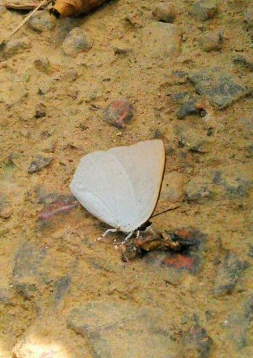 a0018655_11440485.jpg