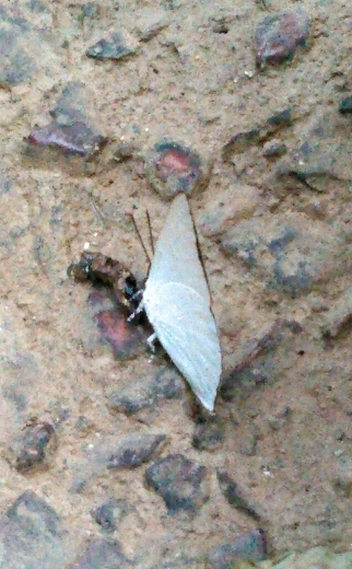 a0018655_11440859.jpg