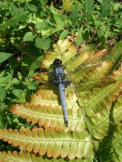 a0018655_11441754.jpg