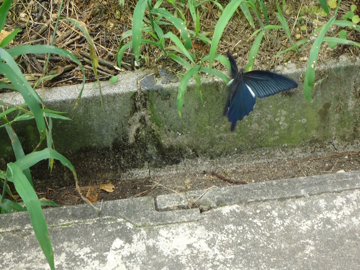 a0199979_1824510.jpg