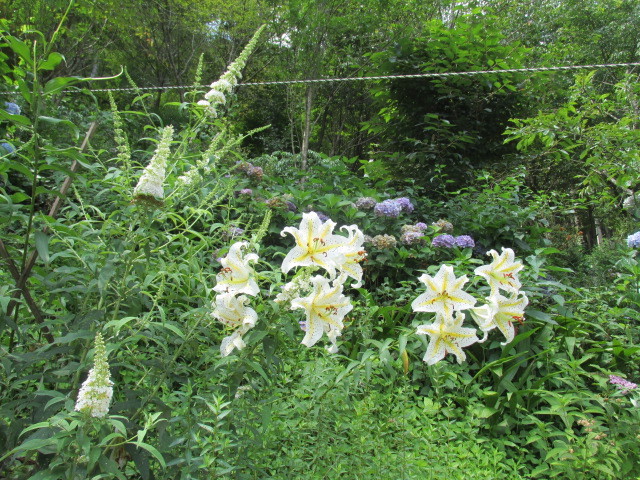 f0341616_16104993.jpg