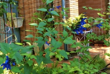 c0204121_20331177.jpg